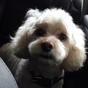 Meet your Posher, Peggy